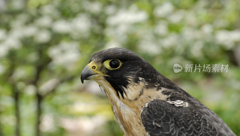 游隼(Falco pereginus)肖像